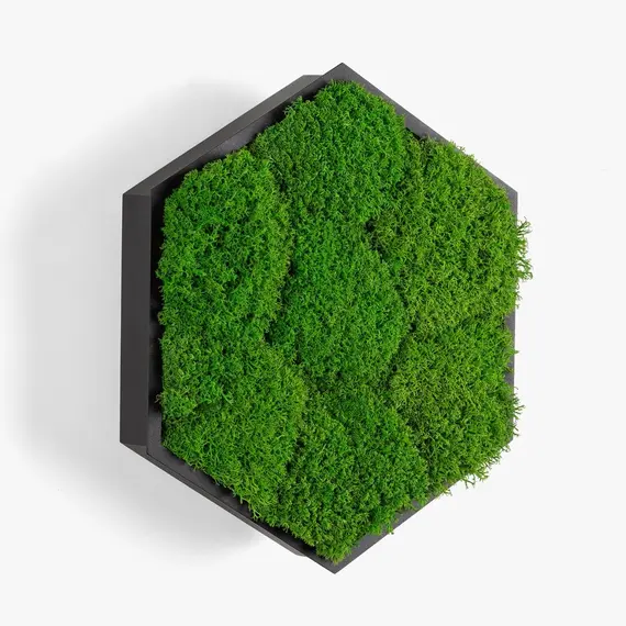 Бра Imperium Light FELIZELI FLAT MOSS 78712501.05.70.91, зображення 5