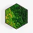 Бра Imperium Light FELIZELI REINDEER MOSS 78513603.05.99.93, зображення 3